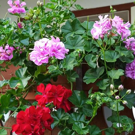 Casa De Vacanta Zsenik Vendeghaz Sovata Ngoại thất bức ảnh