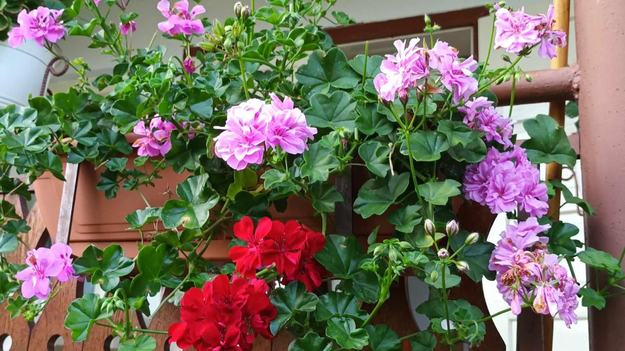 Casa De Vacanta Zsenik Vendeghaz Sovata Ngoại thất bức ảnh