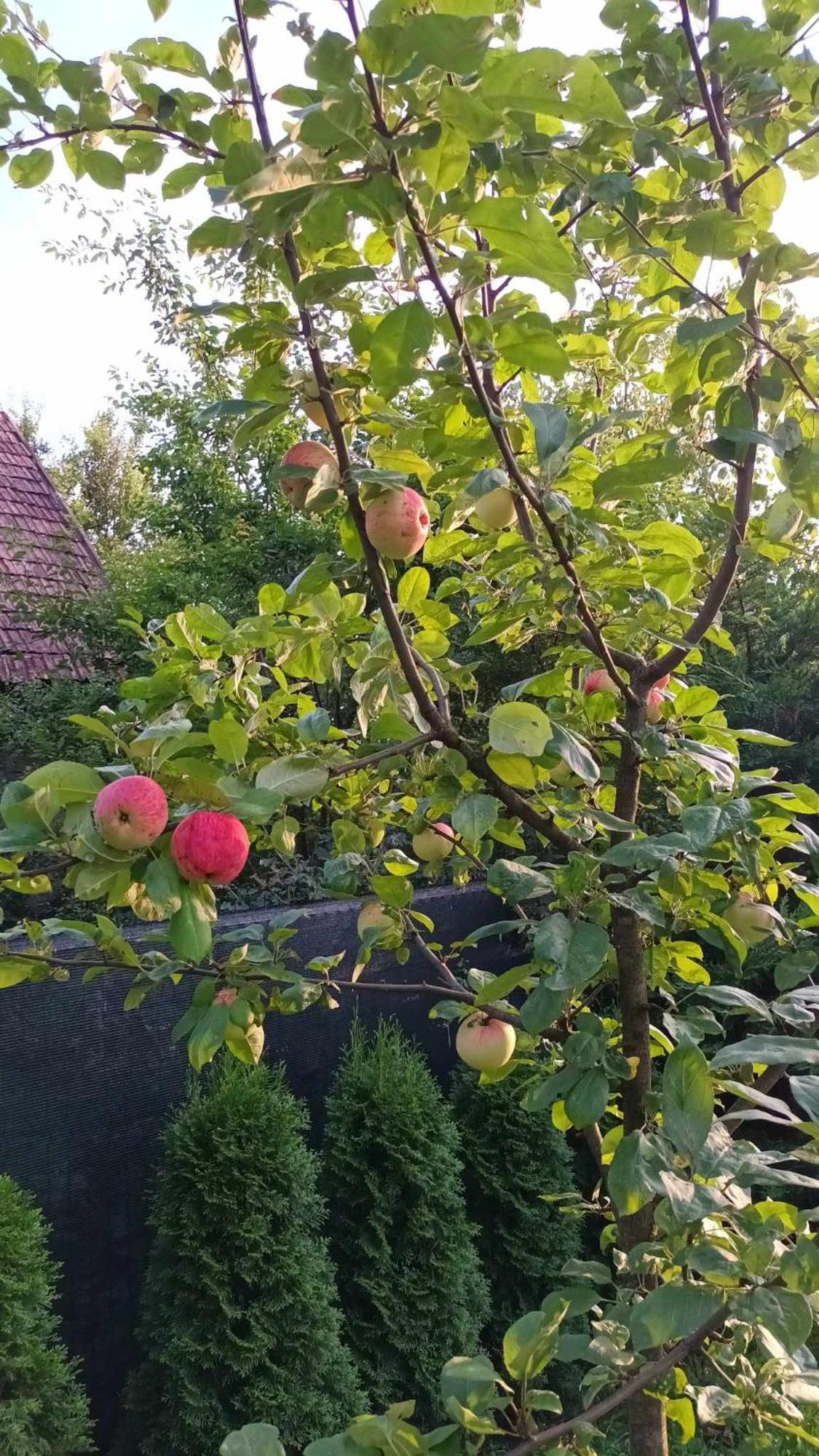 Casa De Vacanta Zsenik Vendeghaz Sovata Ngoại thất bức ảnh